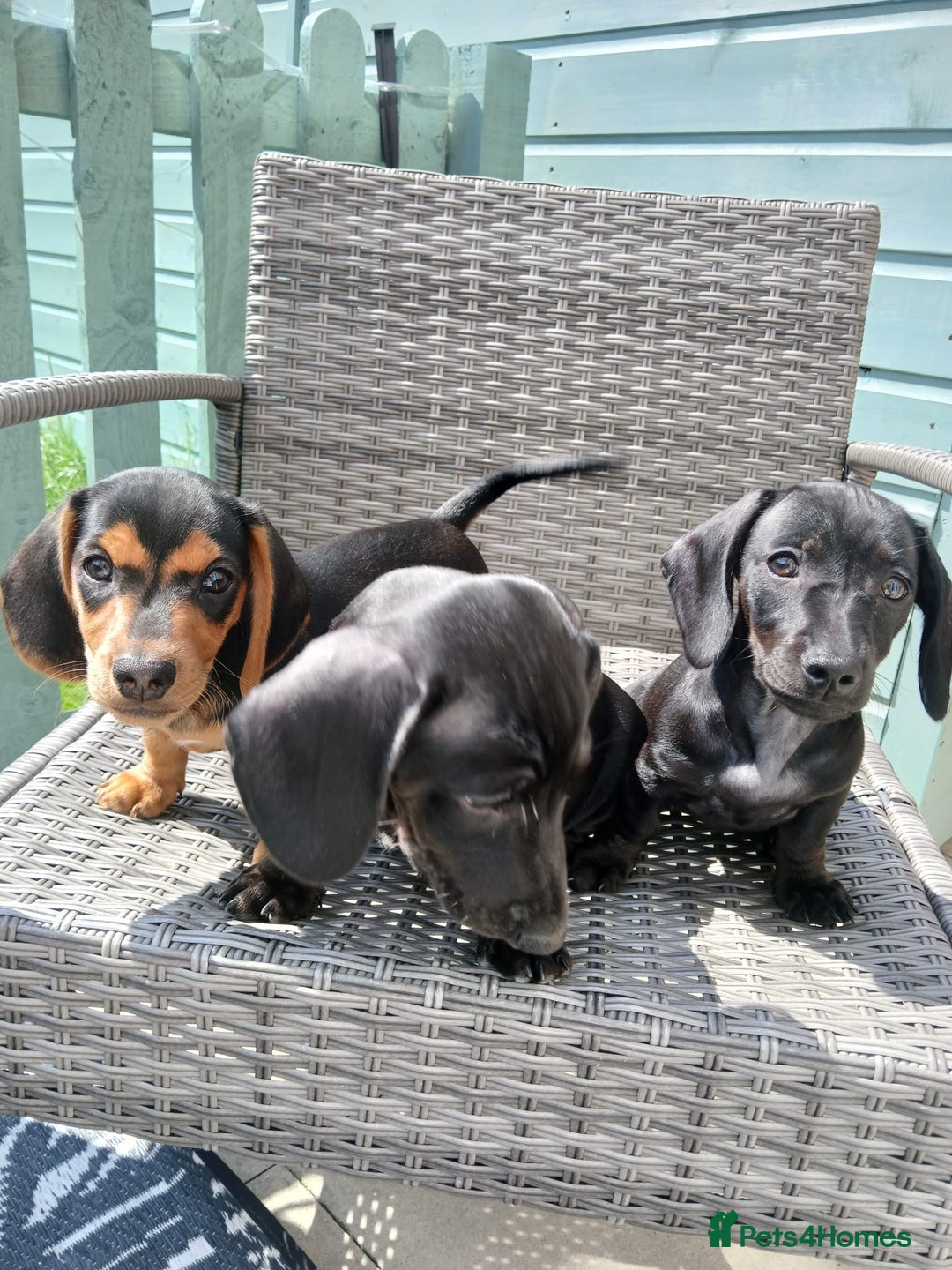 Miniature Dachshund dogs for sale: Ready now Solid BLACK Mini Dachshunds! 🖤 in Kidderminster - Image 28