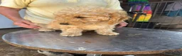 Poodle dogs for sale: Stunning Smaller Moyen Poodle puppies available - Advert 11