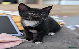 Domestic Shorthair cats for sale: Gorgeous black girl kitten - Image 3