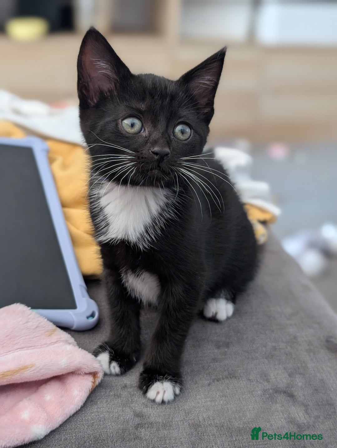 Domestic Shorthair cats for sale: Gorgeous black girl kitten - Image 3