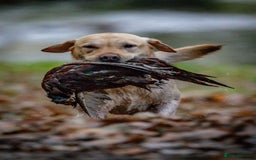 Labrador Retriever dogs for sale: 9 KC Registered Fox Red Labrador Puppies  - Image 11
