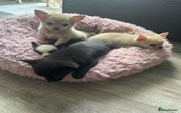 Chihuahua dogs for sale: READY NOW chihuahua x Pom puppies  - Image 16