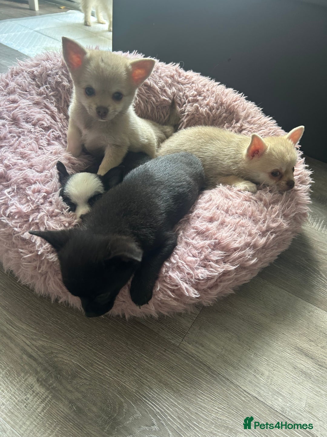 Chihuahua dogs for sale: READY NOW chihuahua x Pom puppies  - Image 16