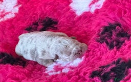 English Bulldog dogs for sale: English bulldog puppies - Image 16