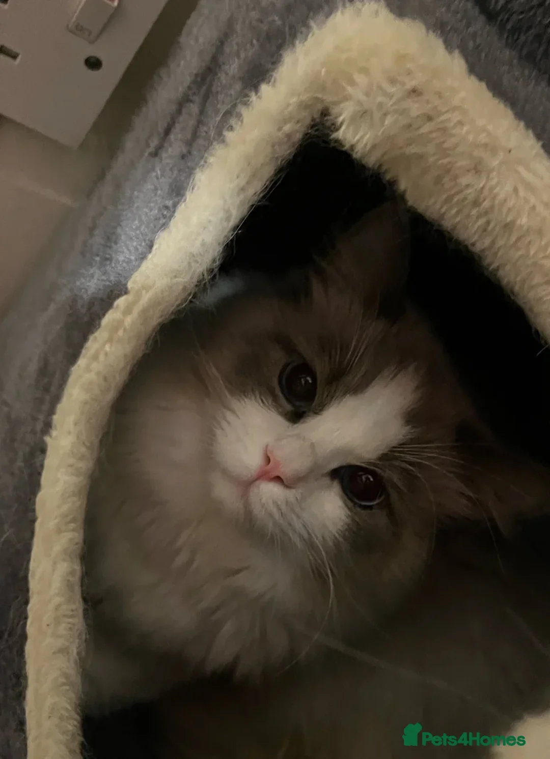 Ragdoll cats for sale: Sweet TICA Ragdoll Male - Image 2