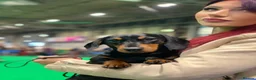 Miniature Dachshund dogs for sale: Miniature dachshund - Advert 7