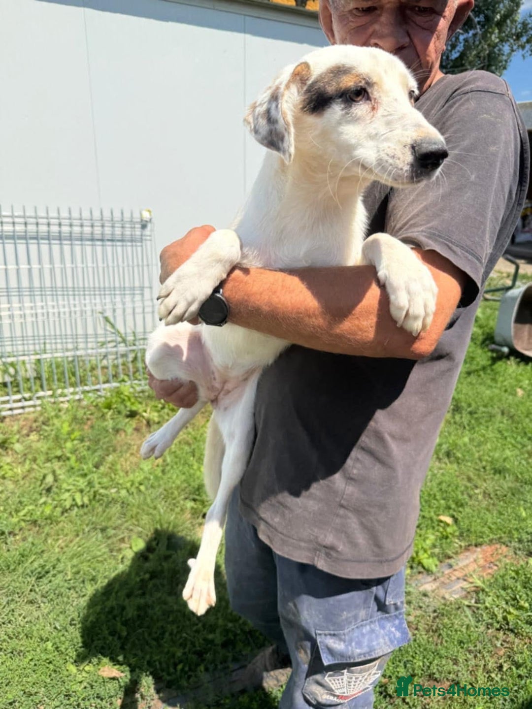 Mixed Breed dogs for adoption: Clover - Fakenham Norfolk   - Image 5