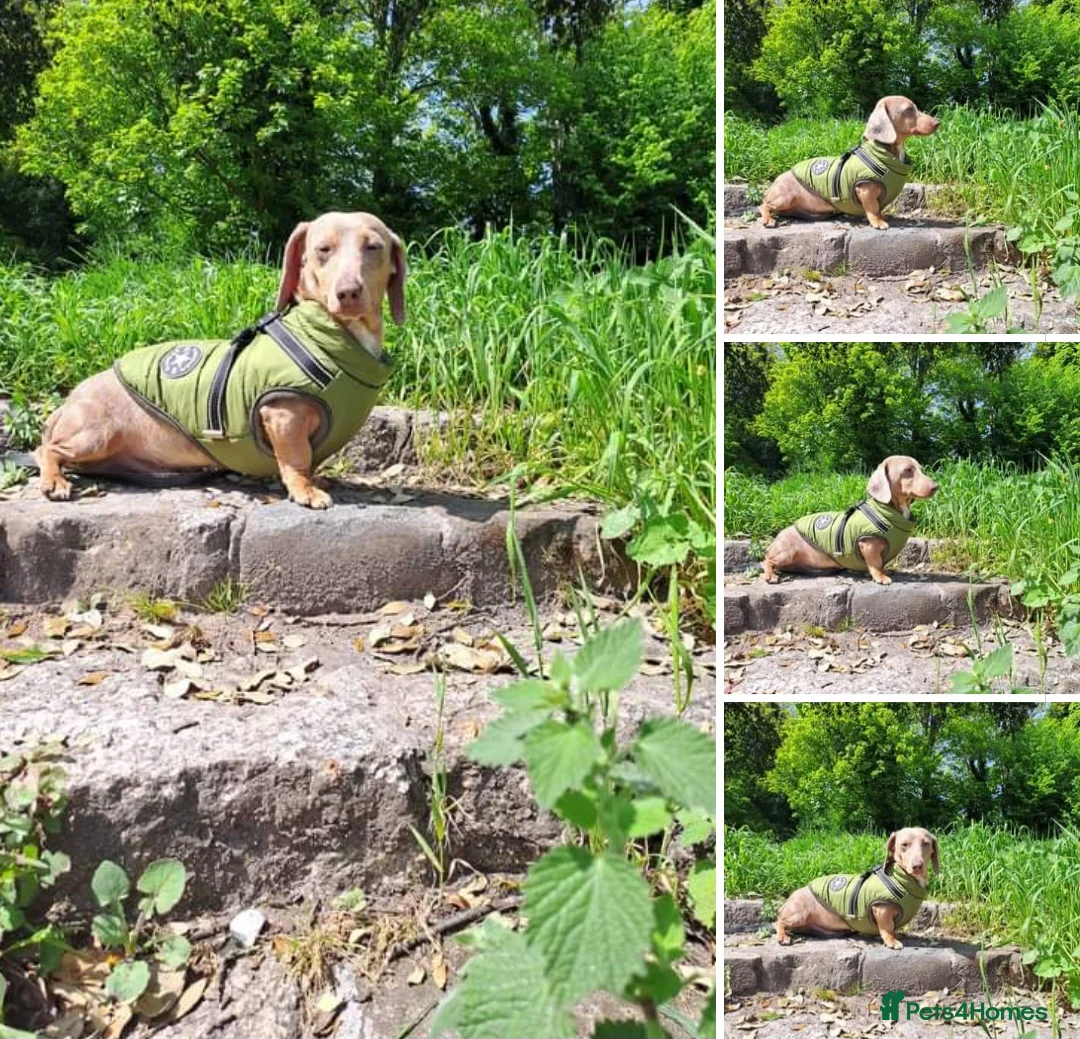 Miniature Dachshund dogs for stud: KC Dash PRA clear STUD DNA in pictures  in Ramsgate - Advert 4