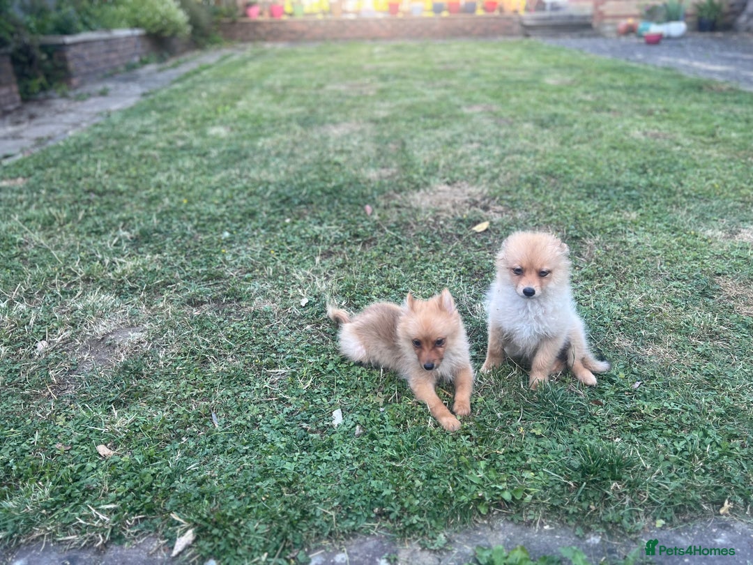 German Spitz dogs for sale: 4x Beautiful German Spitz Pomeranian Puppies  - Image 21