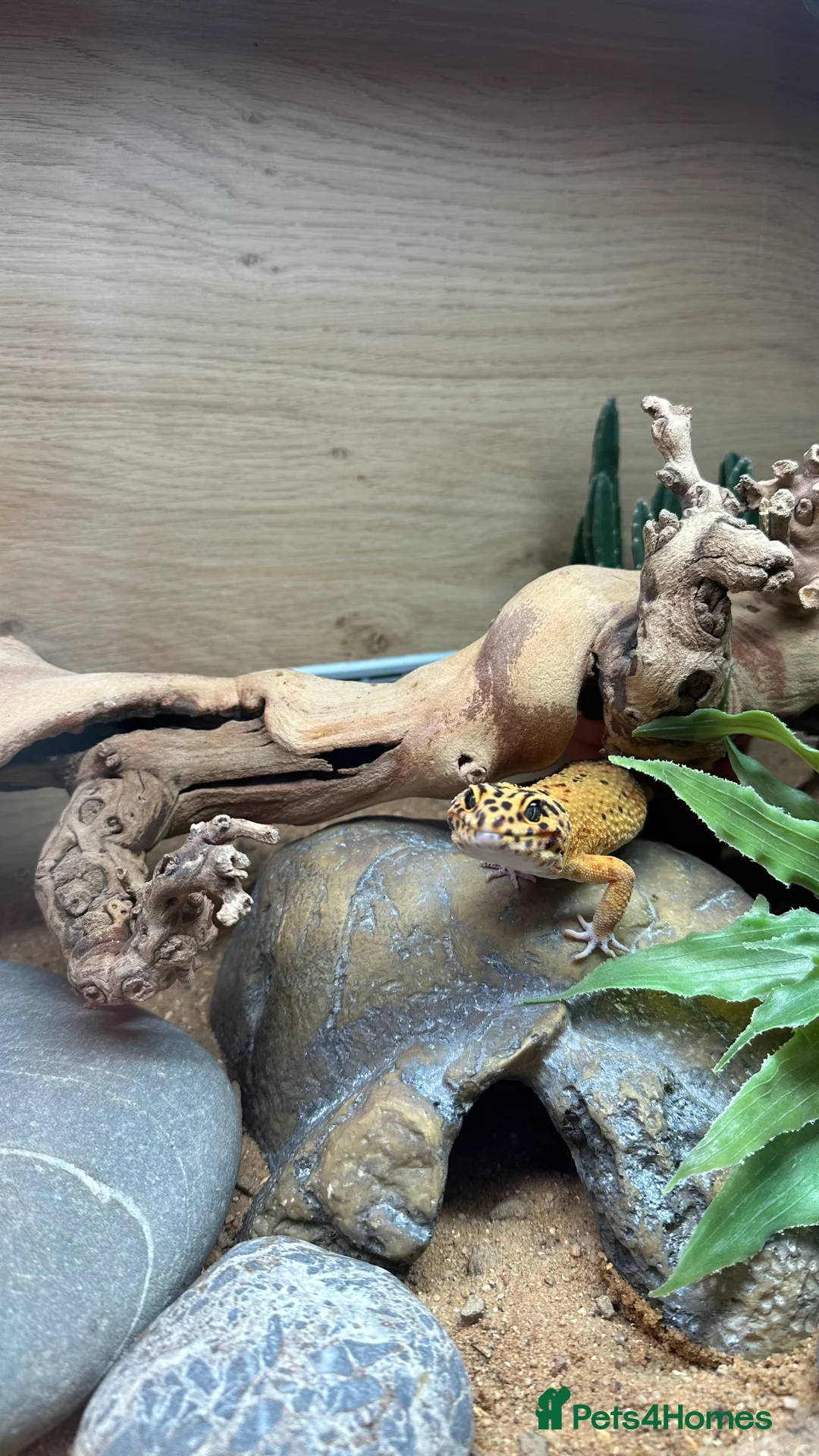 Leopard Gecko reptiles for sale: Young male Leopard Gecko - Advert 2