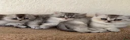 Scottish Fold cats for sale: Adorable Scottish Fold Kittens  - Advert 5