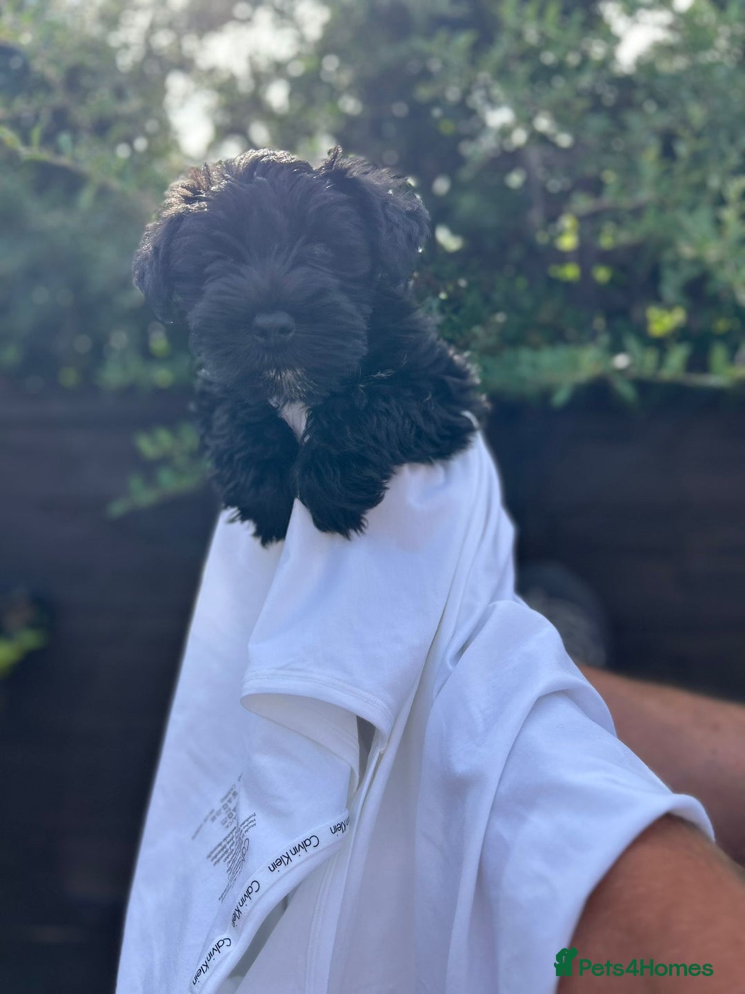 Miniature Schnauzer dogs for sale: Miniature schnauzer puppy - Image 6