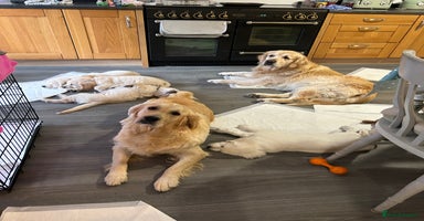 Golden Retriever dogs Golden retriever pups  - Advert 12