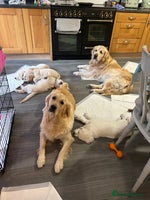 Golden Retriever dogs Golden retriever pups - Advert 12