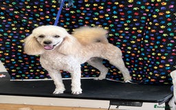 Cockapoo dogs for sale: COCKAPOO PUPPIES  - Image 12