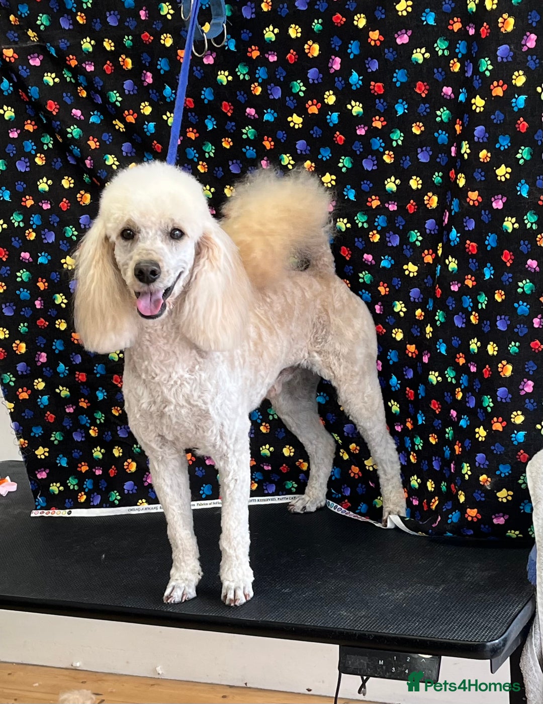 Cockapoo dogs for sale: COCKAPOO PUPPIES  - Image 12