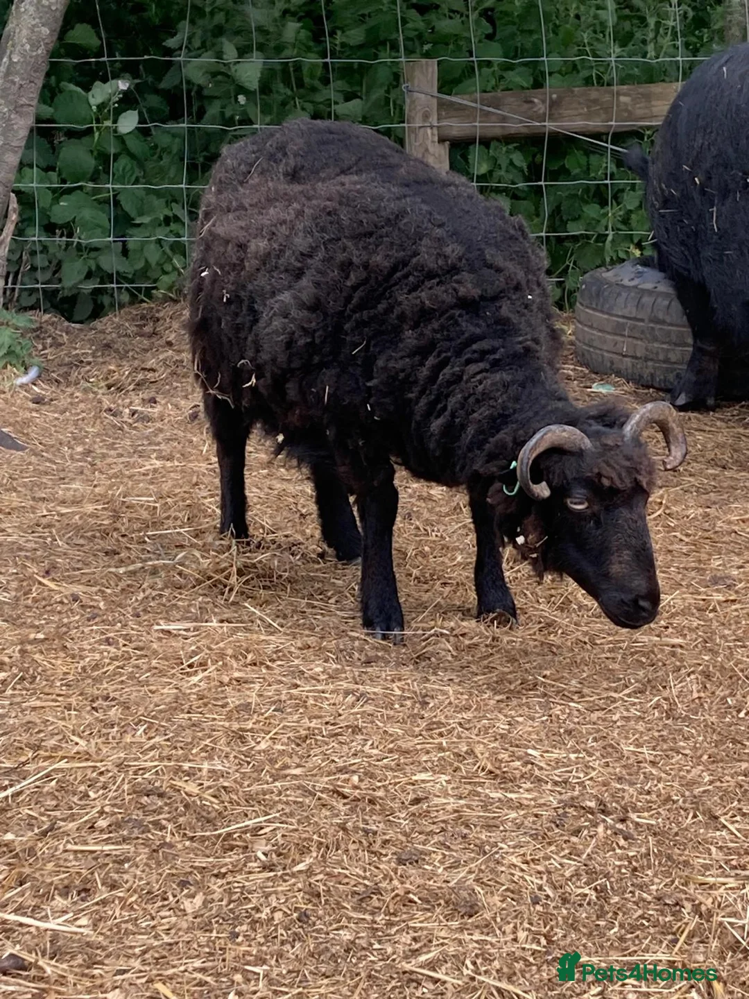 Sheep livestock for sale: Oessant Sheep (wether) - Advert 2