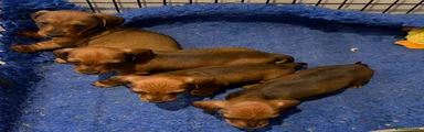 Miniature Dachshund 2