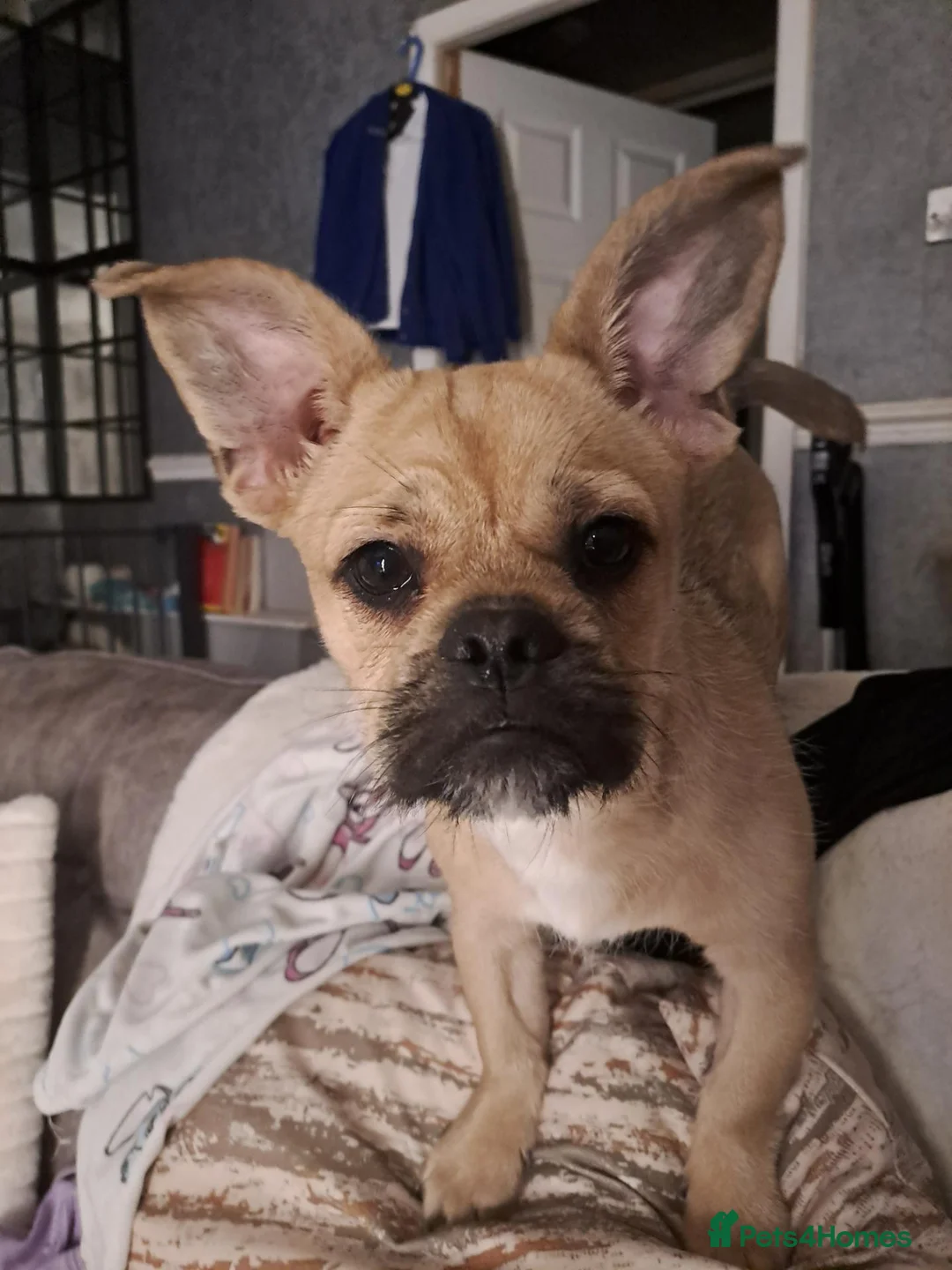 Mixed Breed dogs for sale: One year old - Advert 5