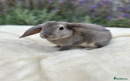 Rex rabbits for sale: Ready now - mini Rex x plush lop boys 🐰  - Image 1