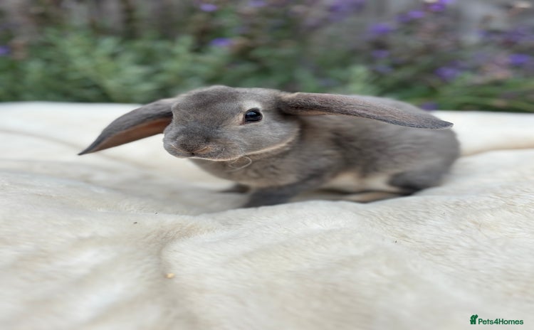 Rex rabbits - Advert 1