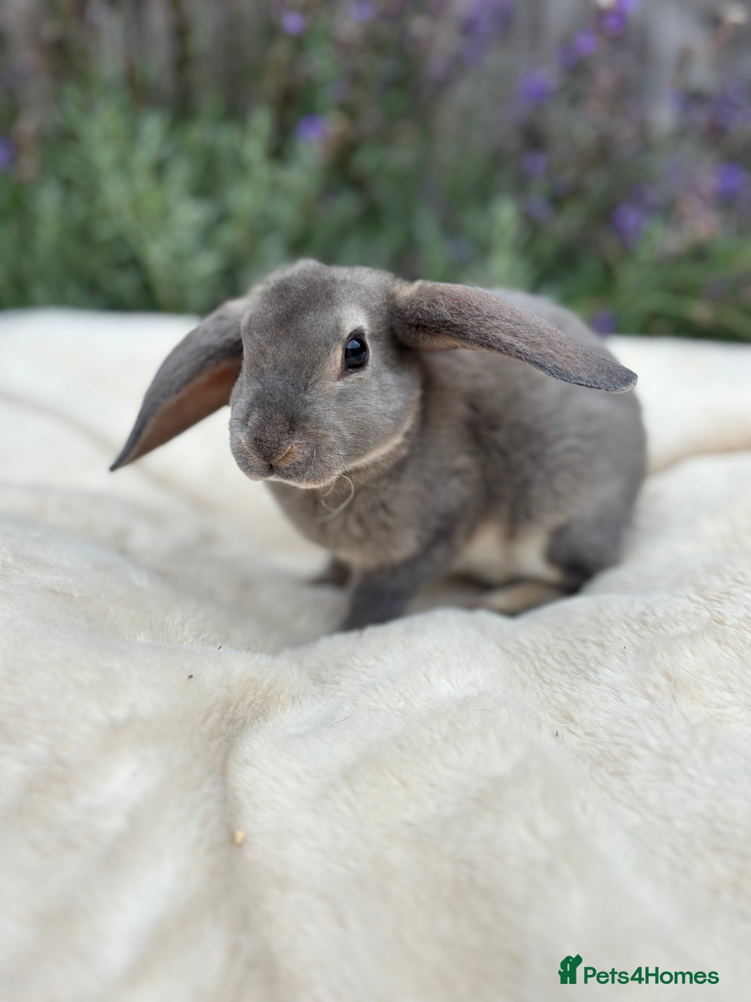 Rex rabbits for sale: Ready now - mini Rex x plush lop boys 🐰  - Image 1