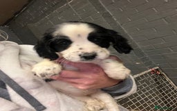 Cocker Spaniel dogs for sale: Cocker spaniel  - Image 6