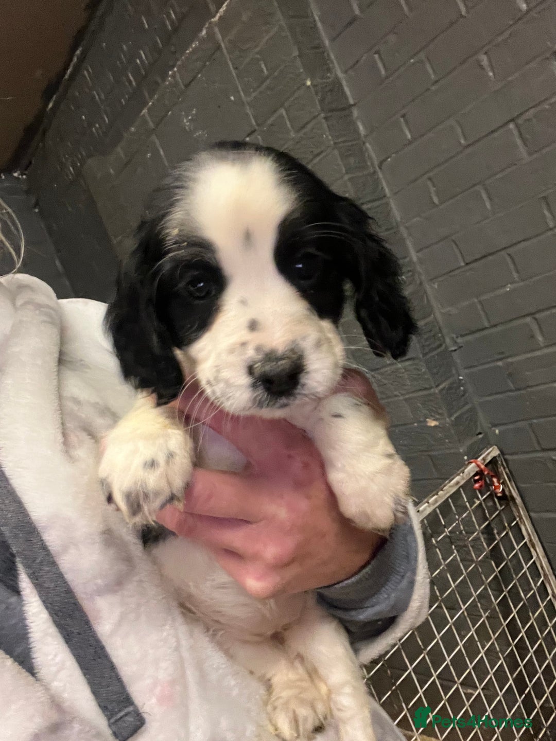 Cocker Spaniel dogs for sale: Cocker spaniel  - Image 6