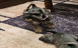 Miniature Schnauzer dogs for sale: Vaccinated and health Checked Mini Schnauzer Pups - Image 3