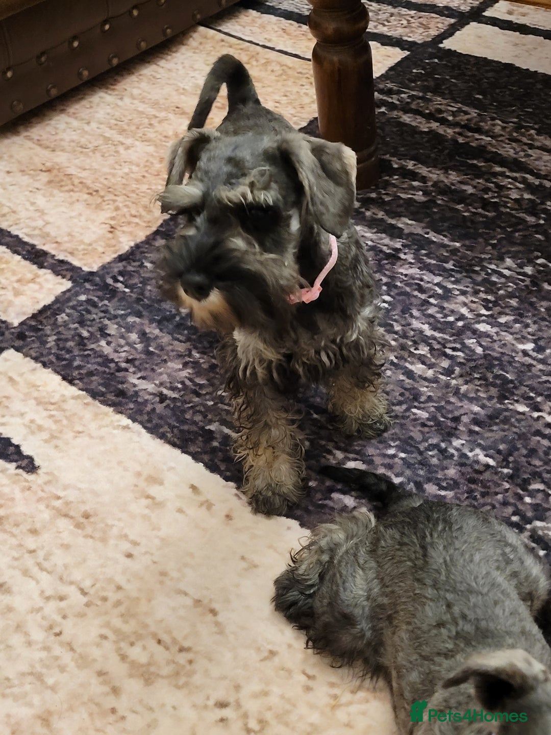 Miniature Schnauzer dogs for sale: Vaccinated and health Checked Mini Schnauzer Pups - Image 3