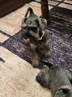 Miniature Schnauzer dogs - Advert 11