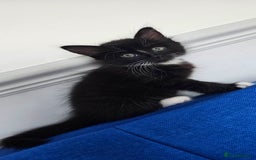 Mixed Breed cats for sale: 2 Adorable boys - Ragdol Mix kittens - Image 18
