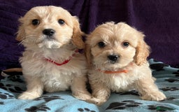 Cavachon dogs for sale: Cute Cavachon puppies  - Image 9