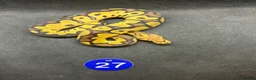 Python Snake reptiles for sale: Royal pythons  - Advert 12