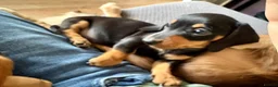 Miniature Dachshund dogs for sale: Miniature Smooth Dachshund's  - Advert 6