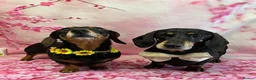 Miniature Dachshund dogs for sale: Male Miniature Dachshund For Sale  - Advert 12