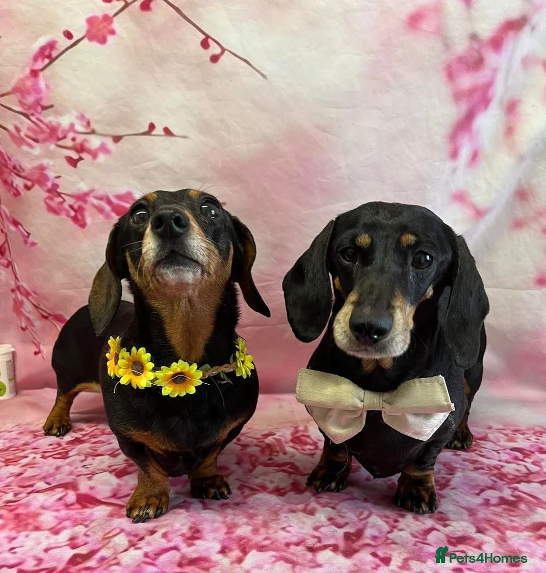 Miniature Dachshund dogs for sale: Male Miniature Dachshund For Sale  - Advert 12