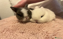 Mini Lop rabbits for sale: Mini lop rabbits - Image 12