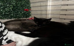 Mixed Breed cats for sale: Black female cat  - Advert 4