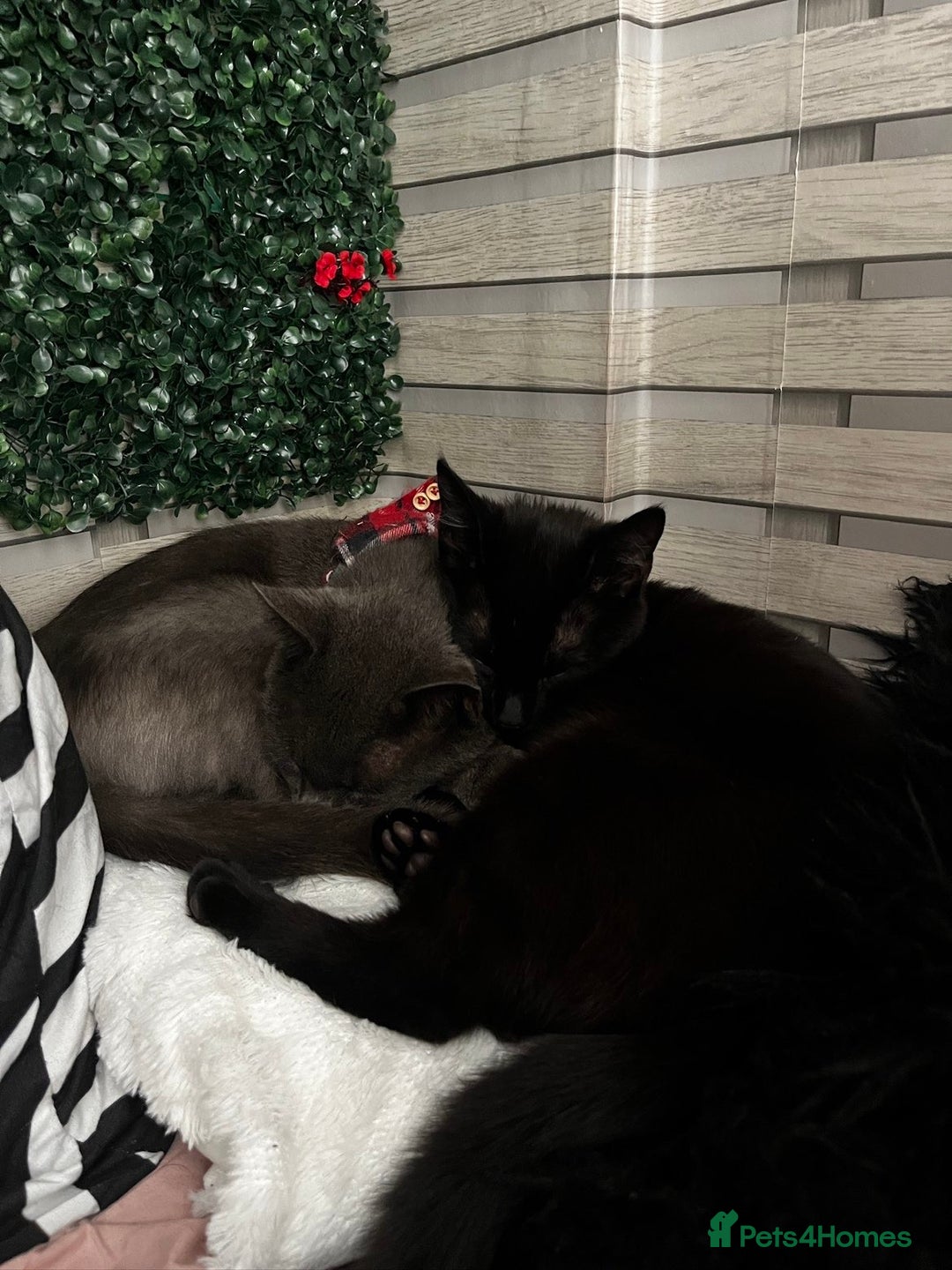 Mixed Breed cats for sale: Black female cat  - Advert 4