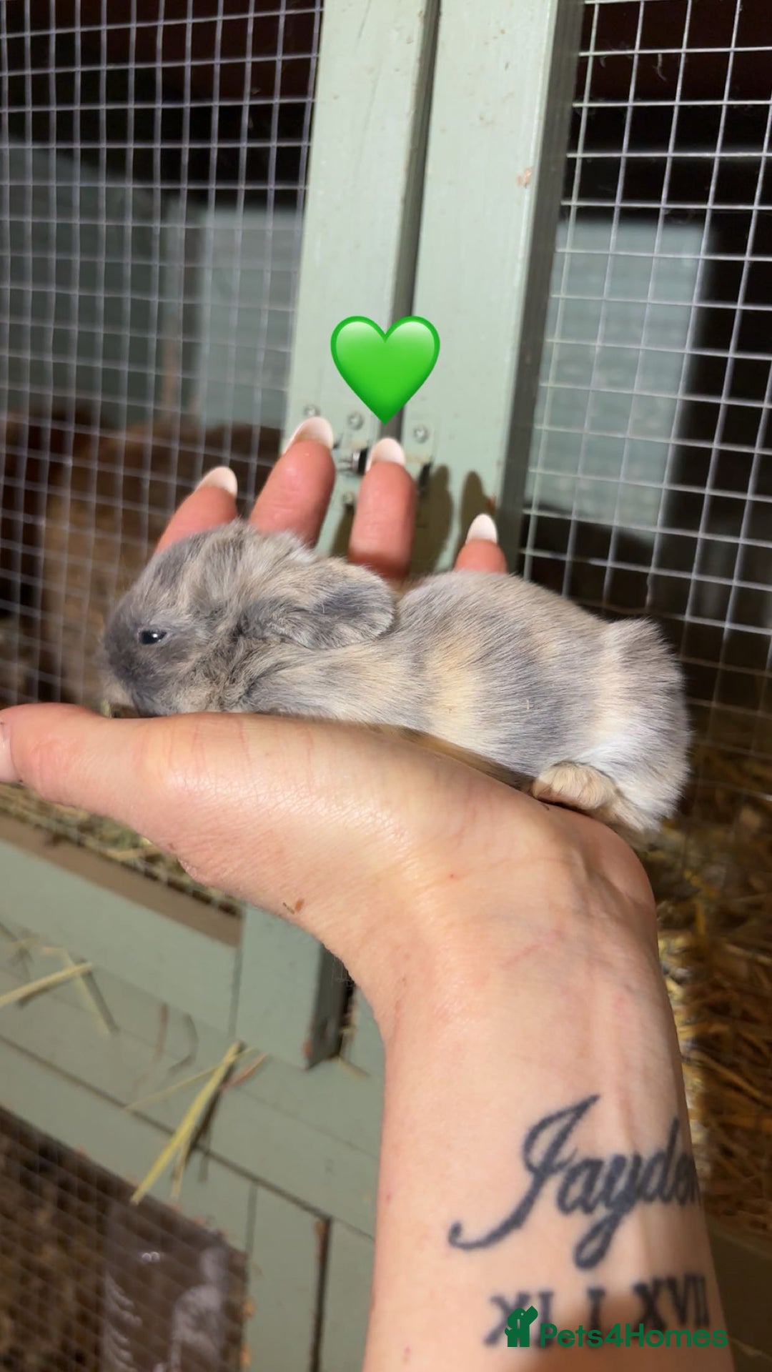 Mini Lop rabbits for sale: Beautiful colour mini lop rabbits  - Advert 5