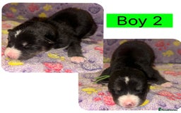 Mixed Breed dogs for sale: Shepsky cross Puppies  - Image 2