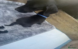 Labrador Retriever dogs for sale: Black labradors  - Image 3