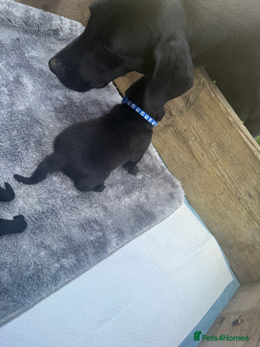Labrador Retriever dogs for sale: Black labradors  - Image 3