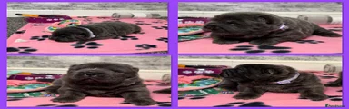 Chow Chow Puppy 5