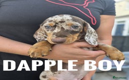 Dachshund dogs for sale: Beautiful piebald and dapple dachshund puppies  - Image 11