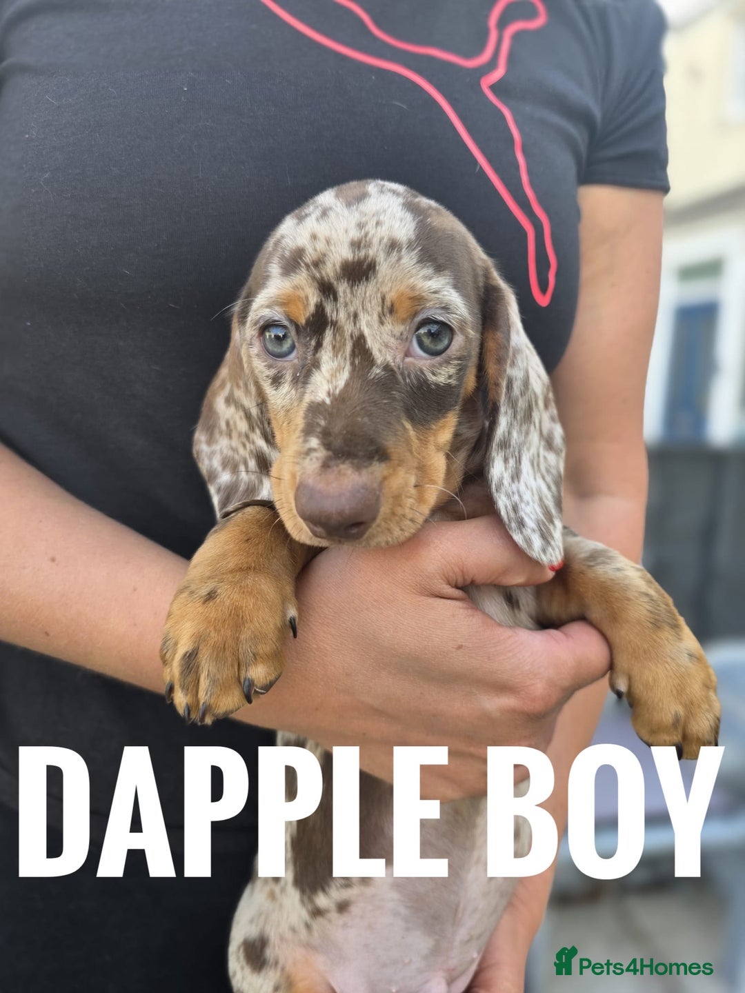 Dachshund dogs for sale: Beautiful piebald and dapple dachshund puppies  - Image 11
