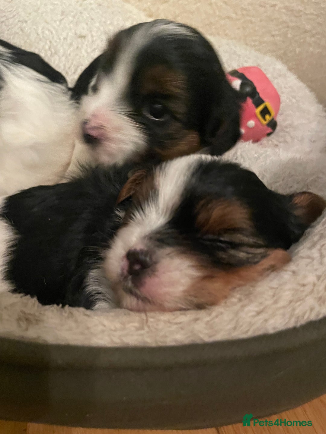Biewer Terrier dogs for sale: Biewer Terrier Puppies - Advert 37