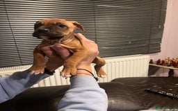 Mixed Breed dogs for sale: Boxer/Staff/Cane Corso Puppies for Sale - Advert 15