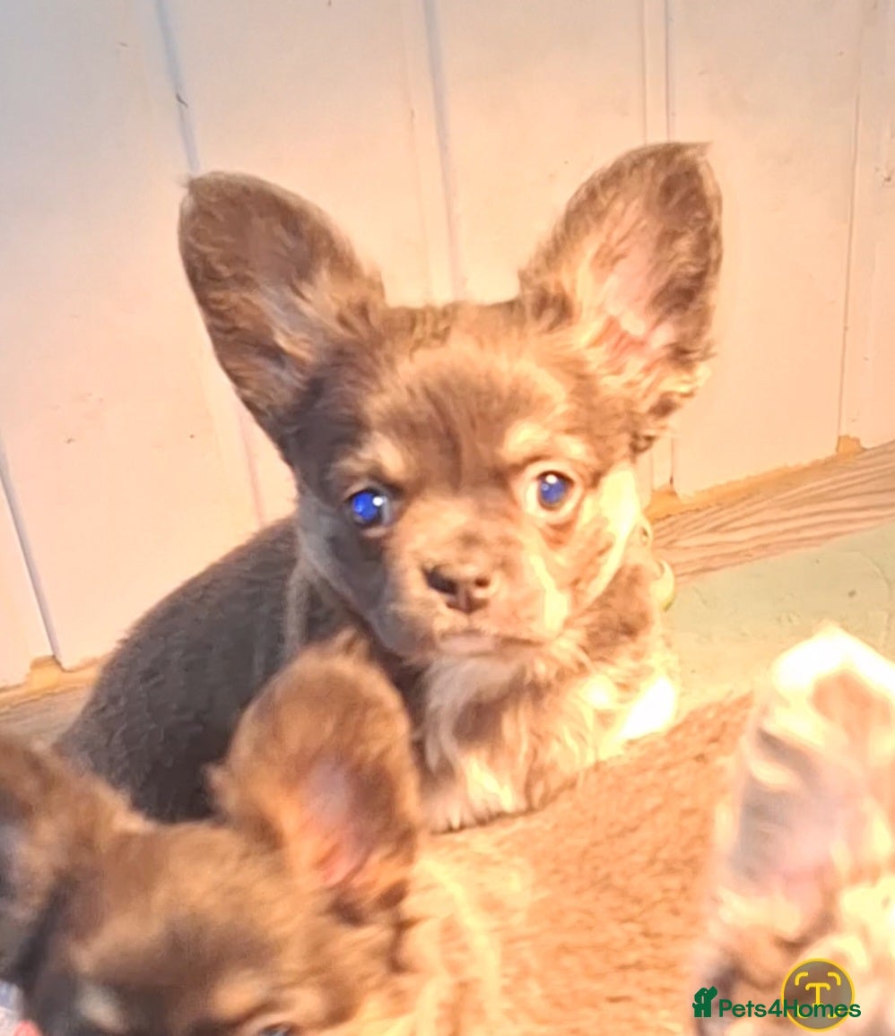 Chihuahua dogs  Chihuahua X French Bulldog Puppies  - Advert 18